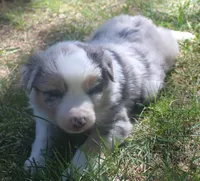 Rex, a male Border Collie for sale in Clay Springs, AZ – 4 of 8