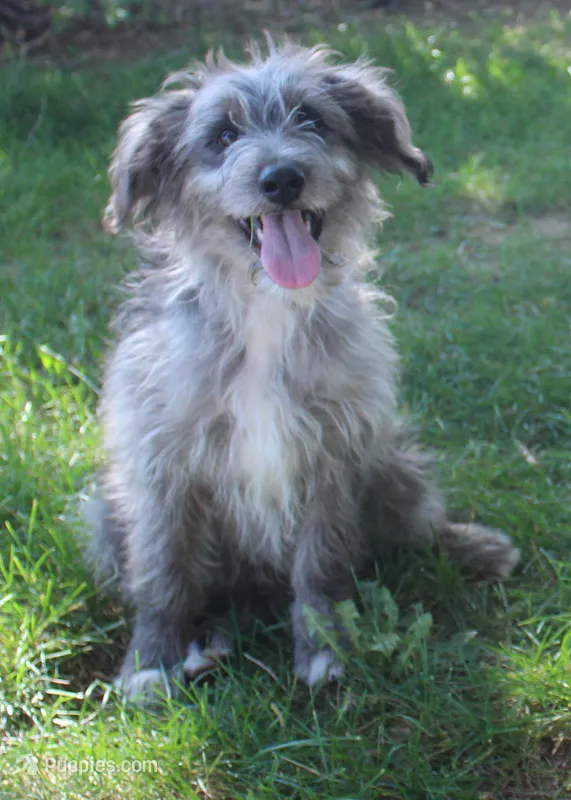 Romeo – Bordoodle puppy for sale in Clay Springs, AZ