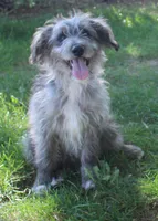Romeo, a male Bordoodle for sale in Clay Springs, AZ – 1 of 4