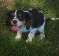 AKC Prissy, a female Cavalier King Charles Spaniel for sale in Clay Springs, AZ – 2 of 8