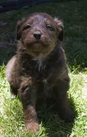Mia, a female Bordoodle for sale in Clay Springs, AZ – 2 of 6