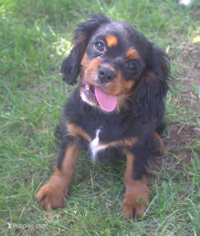 AKC Rocky – Cavalier King Charles Spaniel puppy for sale in Clay Springs, AZ