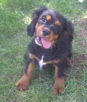 AKC Rocky, a male Cavalier King Charles Spaniel for sale in Clay Springs, AZ – 1 of 6