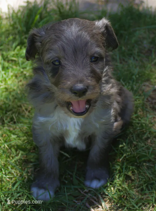 Romeo – Bordoodle puppy for sale in Clay Springs, AZ