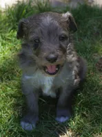 Romeo, a male Bordoodle for sale in Clay Springs, AZ – 1 of 5