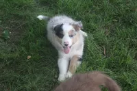 Rover, a male Border Collie for sale in Clay Springs, AZ – 4 of 10