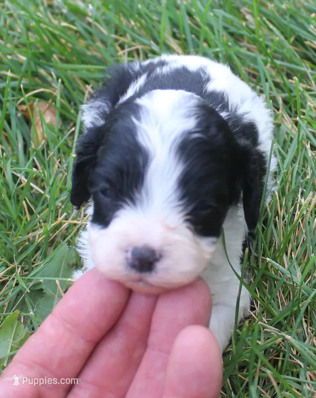 Fetch – Cavapoo puppy for sale in Clay Springs, AZ