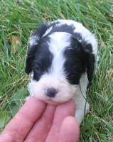 Fetch, a male Cavapoo for sale in Clay Springs, AZ – 1 of 4