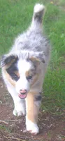 Rover, a male Border Collie for sale in Clay Springs, AZ – 3 of 10