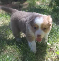 Libby, a female Border Collie for sale in Clay Springs, AZ – 4 of 7