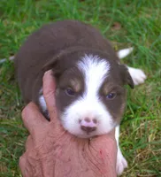 Rex, a male Border Collie for sale in Clay Springs, AZ – 1 of 6