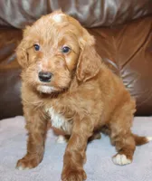 Rascal, a male Irish Doodle for sale in Clay Springs, AZ – Photo 3 of 4
