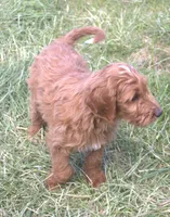 Rascal, a male Irish Doodle for sale in Clay Springs, AZ – 6 of 10