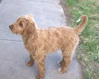 Rascal, a male Irish Doodle for sale in Clay Springs, AZ – 7 of 10