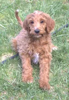 Rascal, a male Irish Doodle for sale in Clay Springs, AZ – 9 of 10