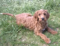 Rascal, a male Irish Doodle for sale in Clay Springs, AZ – 5 of 10