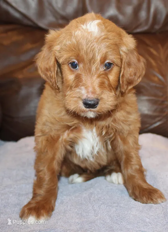 Rascal – Irish Doodle puppy for sale in Clay Springs, AZ