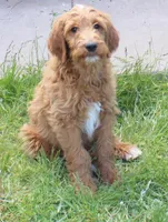 Rascal, a male Irish Doodle for sale in Clay Springs, AZ – 4 of 10