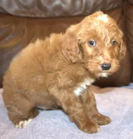 Rascal, a male Irish Doodle for sale in Clay Springs, AZ – Photo 2 of 4