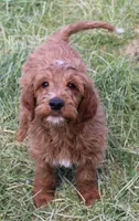 Rascal, a male Irish Doodle for sale in Clay Springs, AZ – 3 of 10
