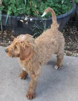 Rascal, a male Irish Doodle for sale in Clay Springs, AZ – 10 of 10