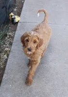Rascal, a male Irish Doodle for sale in Clay Springs, AZ – 2 of 10