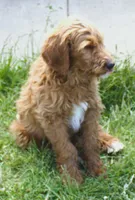 Rascal, a male Irish Doodle for sale in Clay Springs, AZ – 8 of 10