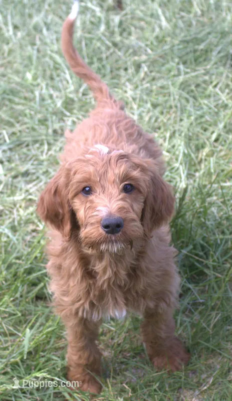 Rascal – Irish Doodle puppy for sale in Clay Springs, AZ