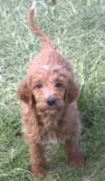 Rascal, a male Irish Doodle for sale in Clay Springs, AZ – 1 of 10