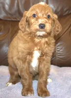 Rascal, a male Irish Doodle for sale in Clay Springs, AZ – Photo 4 of 4