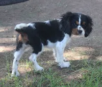 AKC Prissy, a female Cavalier King Charles Spaniel for sale in Clay Springs, AZ – 5 of 8