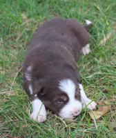 Rex, a male Border Collie for sale in Clay Springs, AZ – 4 of 6