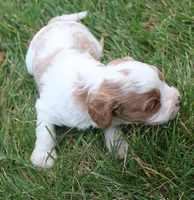 Sam, a male Cavapoo for sale in Clay Springs, AZ – 2 of 3