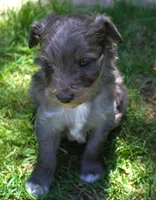 Romeo, a male Bordoodle for sale in Clay Springs, AZ – 2 of 5