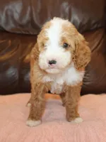 Lexxy, a female Irish Doodle for sale in Clay Springs, AZ – Photo 5 of 5