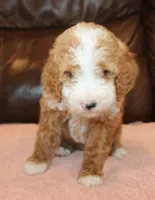 Lexxy, a female Irish Doodle for sale in Clay Springs, AZ – Photo 2 of 5