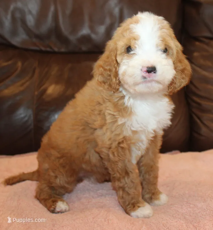 Lexxy – Irish Doodle puppy for sale in Clay Springs, AZ
