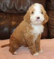 Lexxy, a female Irish Doodle for sale in Clay Springs, AZ – Photo 4 of 5