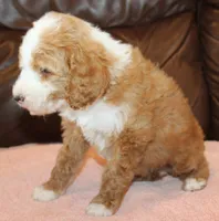 Lexxy, a female Irish Doodle for sale in Clay Springs, AZ – Photo 3 of 5