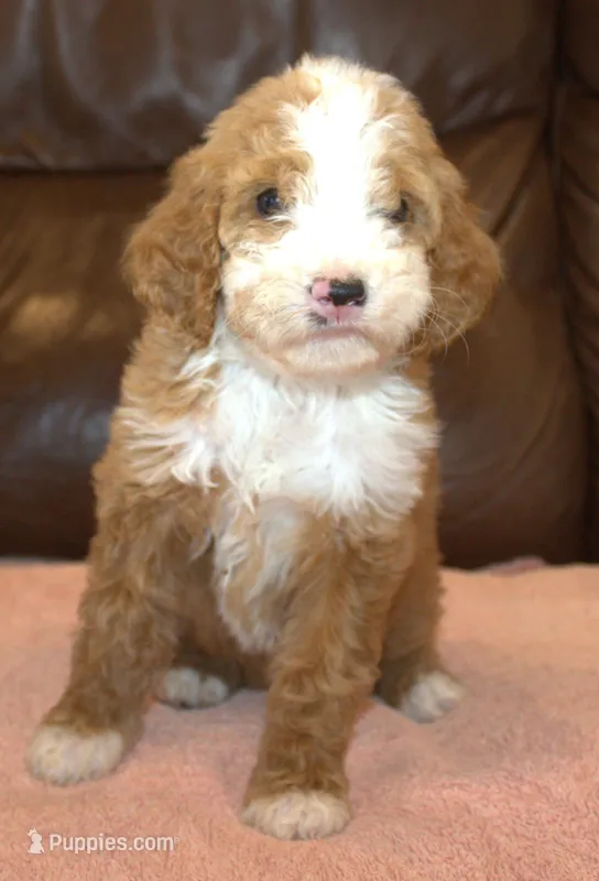 Lexxy – Irish Doodle puppy for sale in Clay Springs, AZ