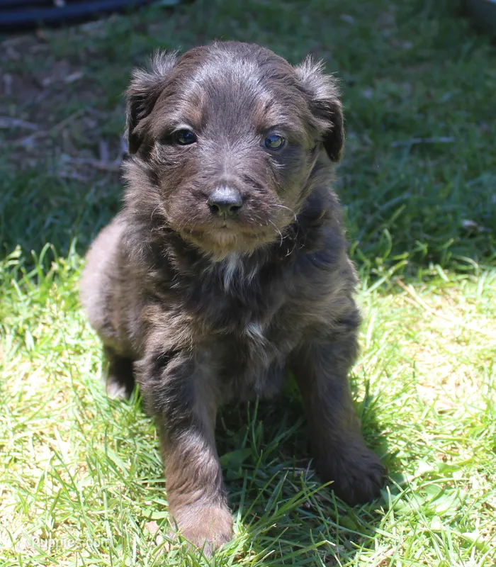 Mia – Bordoodle puppy for sale in Clay Springs, AZ