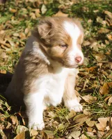 Abby, a female Border Collie for sale in Clay Springs, AZ – Photo 1 of 9