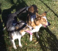 Abby, a female Border Collie for sale in Clay Springs, AZ – Photo 8 of 9