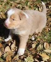 Abby, a female Border Collie for sale in Clay Springs, AZ – Photo 5 of 9