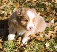 Abby, a female Border Collie for sale in Clay Springs, AZ – Photo 6 of 9