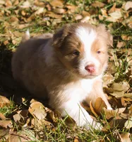 Abby, a female Border Collie for sale in Clay Springs, AZ – Photo 3 of 9