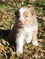Abby, a female Border Collie for sale in Clay Springs, AZ – Photo 7 of 9