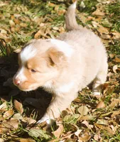 Abby, a female Border Collie for sale in Clay Springs, AZ – Photo 2 of 9
