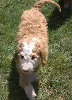 Stella, a female Irish Doodle for sale in Clay Springs, AZ – 3 of 5