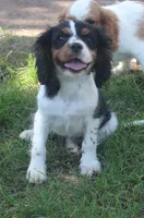 AKC Prissy, a female Cavalier King Charles Spaniel for sale in Clay Springs, AZ – 6 of 8